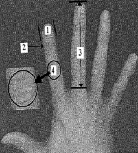 Скуд на основе идентификации по геометрическому строению руки и пальцев 2