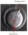 Культивирование эмбрионов 1