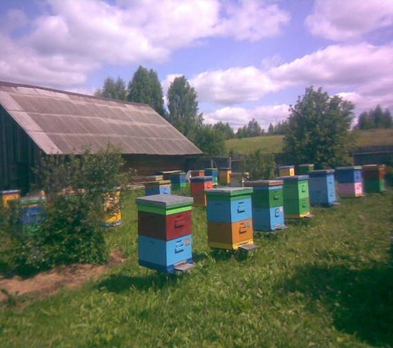 Технология получения товарного меда на частной пасеке Кузнецова Ю.А 6