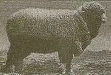 Породы тонкорунных овец шерстно мясного направления  1