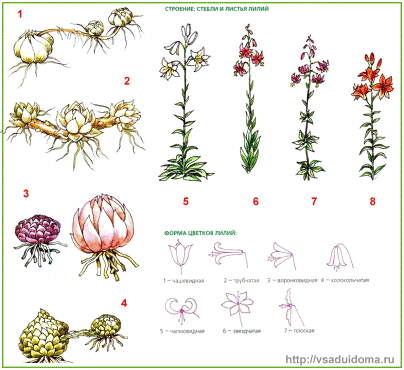 Технология выращивания луковичных культур: лилии и репчатого лука 1
