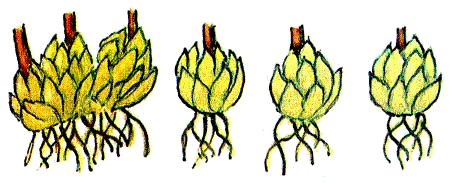 Технология выращивания луковичных культур: лилии и репчатого лука 3