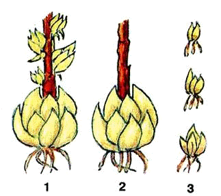 Технология выращивания луковичных культур: лилии и репчатого лука 4