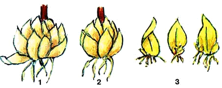 Технология выращивания луковичных культур: лилии и репчатого лука 5