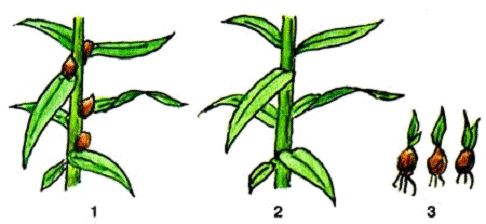 Технология выращивания луковичных культур: лилии и репчатого лука 6