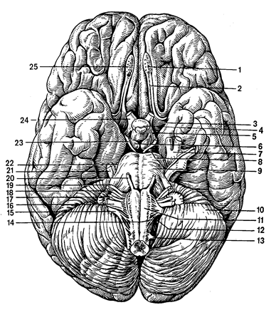 Продолговатый мозг мост и мозжечок 1