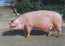  биологические особенности свиней  1