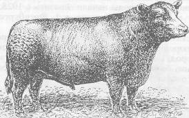  характеристика пород крупного рогатого скота мясного направления продуктивности 1