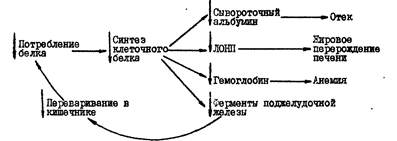 Рис классификация диспротеинемий по и а ойвину 1