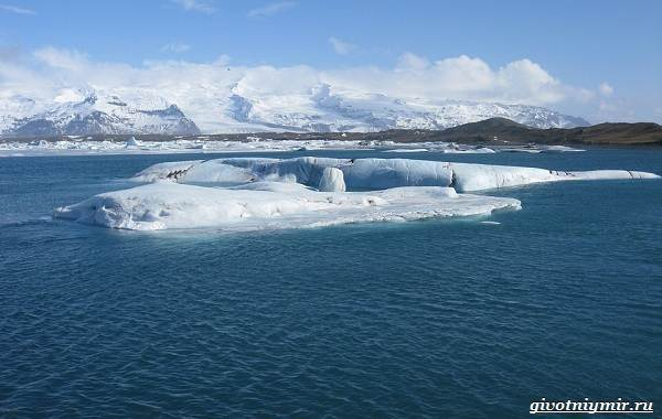 Экологические-проблемы-Северного-Ледовитого-океана-1