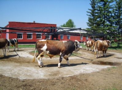 Кормление и содержание быков производителей.. Кормление быков производителей. Кормление, содержание и использование быков производителей 2