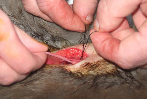 Фото введение пальца в полость и в дорсальной части брюшной стенки отыскивание рога матки 1